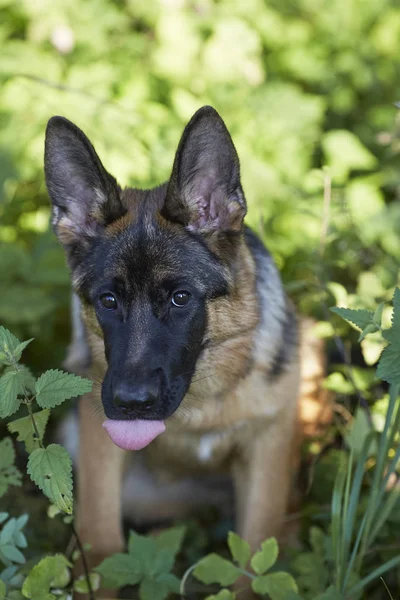 Female purebred German Shepherd puppy outdoors. Dog portrait.