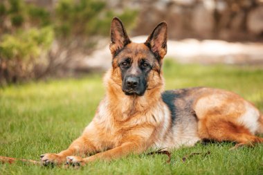 Parktaki çimlerin üzerinde yatan Alman çoban köpeği. Safkan bir köpeğin portresi..