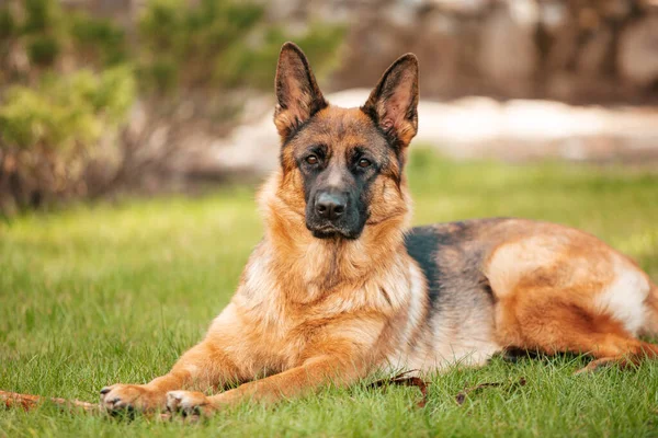 Parktaki Çimlerin Üzerinde Yatan Alman Çoban Köpeği Safkan Bir Köpeğin — Stok fotoğraf