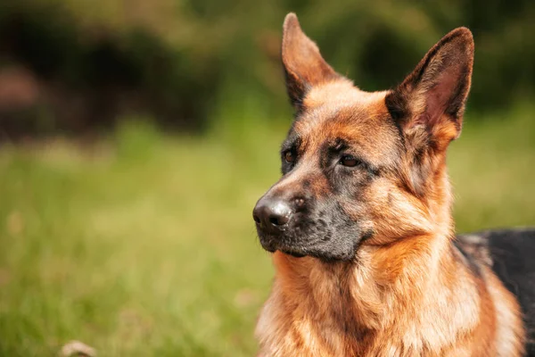 Parktaki Çimlerde Oynayan Alman Çoban Köpeği Safkan Bir Köpeğin Portresi — Stok fotoğraf