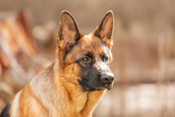 Německý Ovčák Parku Portrét Čistokrevného Psa — Stock fotografie