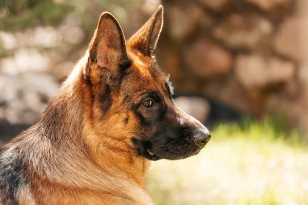 Parktaki Alman Çoban Köpeği Safkan Bir Köpeğin Portresi — Stok fotoğraf