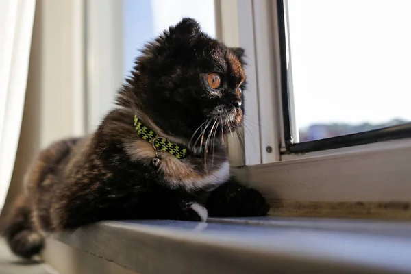 Gatinho Muito Bonito Scottish Fold Cat Casa — Fotografia de Stock