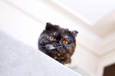 Çok güzellik yavru kedi İskoç Fold kedi evi. 