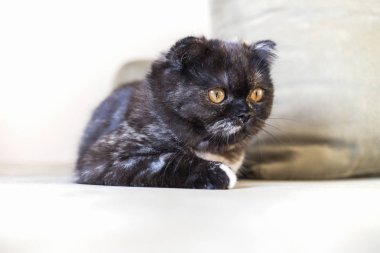 Çok güzellik yavru kedi İskoç Fold kedi evi.