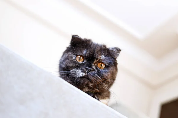 Gatinho Muito Bonito Scottish Fold Cat Casa — Fotografia de Stock