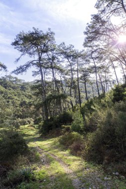 Büyük ağaç ve mavi gökyüzü ile güzel güneş.
