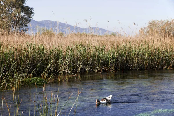 Türkiye'de bir su birikintisi üzerinde beyaz kaz doğal yaşam.