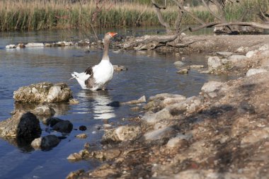 Türkiye'de bir su birikintisi üzerinde beyaz kaz doğal yaşam.
