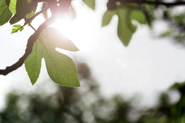 Fig Kupił Liść Wielkie Drzewo Figowe Sun Flare — Zdjęcie stockowe