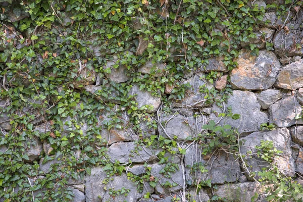 Piękny Bluszcz Stary Kamienny Mur — Zdjęcie stockowe