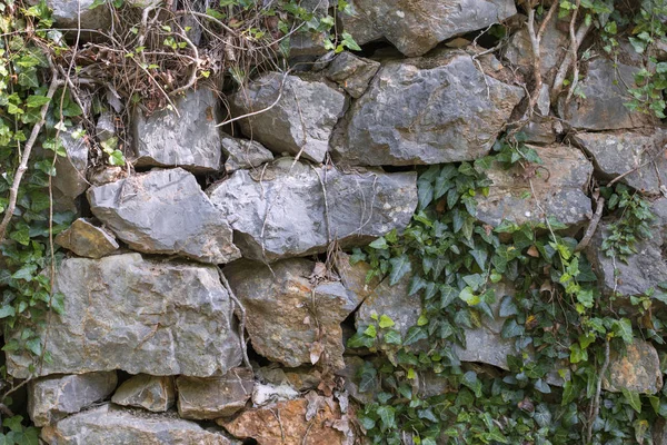 Красивая Айви на старой каменной стене . — стоковое фото