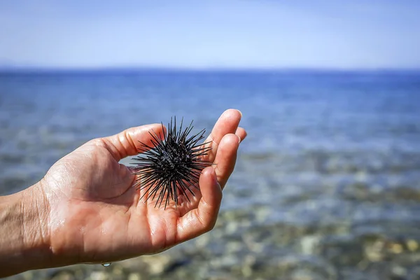 Zee-egels op de vrouw hand met blauwe hemel en zee. — Stockfoto