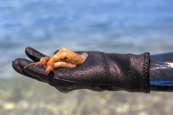 Kleine octopus met wetsuit menselijke hand op het strand in Mediterra — Stockfoto