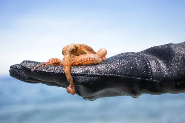 Kleine octopus met wetsuit menselijke hand op het strand in Mediterra — Stockfoto