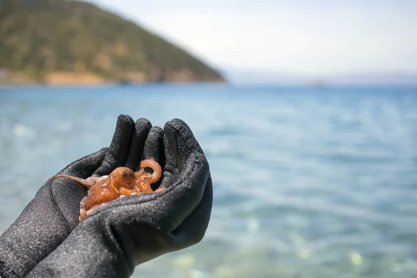 Kleine octopus met wetsuit menselijke hand op het strand in Mediterra — Stockfoto