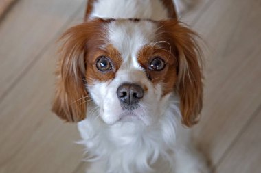 Kral Charles Cavalier evde masum bakışları.