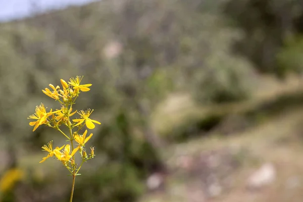 Medicina alternativa hypericum perforatum en Turquía . —  Fotos de Stock