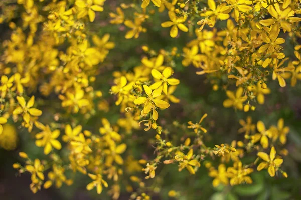 Medicina alternativa hypericum perforatum en Turquía . —  Fotos de Stock