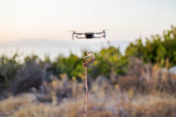 Drone Libélula Juntos Tecnologia Inspirada Pela Natureza Todas Vezes — Fotografia de Stock