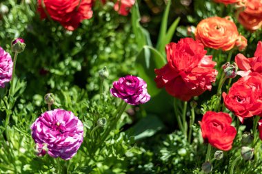 U-Bitki - İran Düğünçiçeği