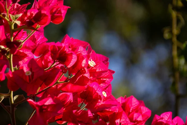 Roślina Bugenwille Kwiatów Papieru — Zdjęcie stockowe