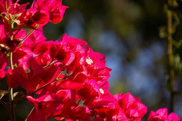 Papper Blomma Bougainvilleas — Stockfoto