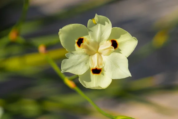 Цветок Ирис Полном Цвету Желтый Цветок — стоковое фото