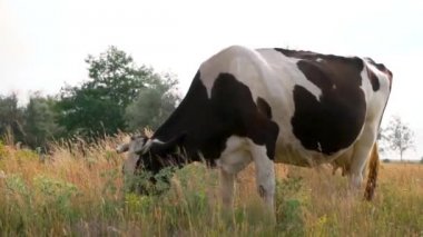 Kırsal kesimde taze ot otlatma inek closeup