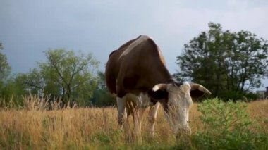 Kırsal kesimde taze yeşil çim otlatma inek closeup görünümü
