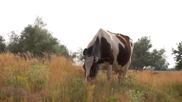 Корова Пасе Свіжу Траву Лузі — стокове відео