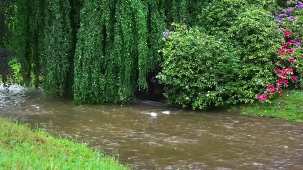 Şehir Kanal Nehir Karanlık Yeşil Akışı — Stok video