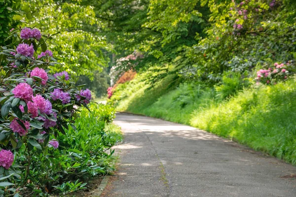 Рододендрон Цвітуть Міському Парку Німеччині Баден Баден Навесні — стокове фото