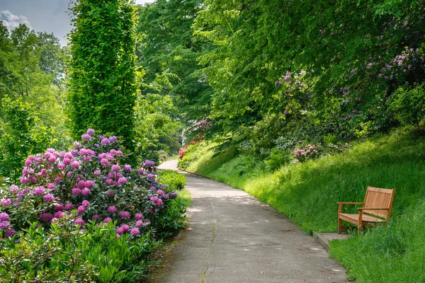 Ormangülü çiçek Almanya Baden Baden şehir parkında içinde