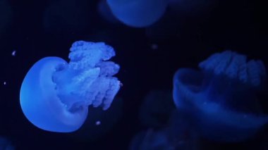 Akvaryumda Mavi Denizanası renkli neon ışık suda hareket 