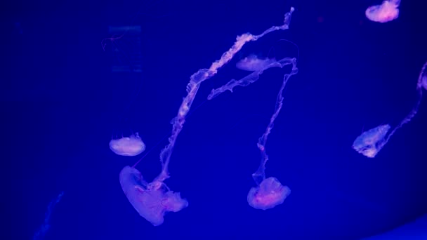 Медузы Аквариуме Движутся Воде Ярком Фиолетовом Свете — стоковое видео