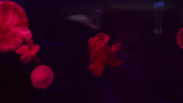 水族馆中的红水母在五颜六色的霓虹灯下在水中移动 — 图库视频影像