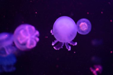 Pembe Neon ışıkta denizanası, yan görünümü