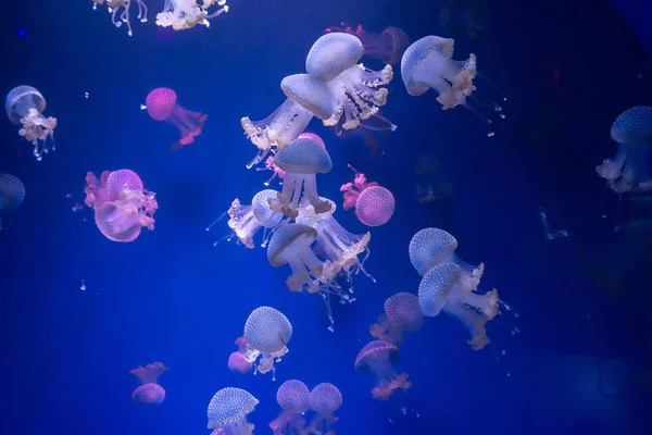 Primer plano de diferentes medusas, en luz de neón azul — Foto de Stock