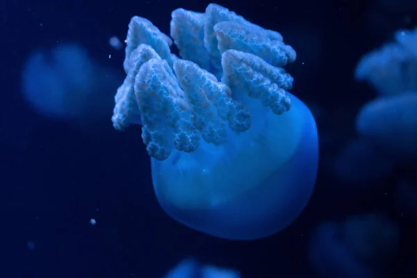 Primer plano de medusas, en luz de neón azul — Foto de Stock