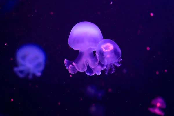 Primer plano de medusas, en luz de neón rosa — Foto de Stock