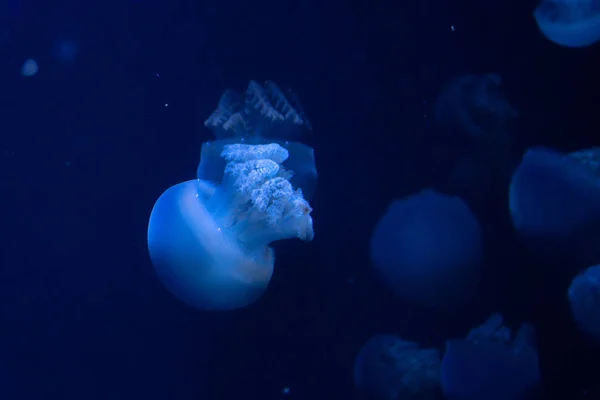Primer plano de medusas, nadando en luz de neón azul — Foto de Stock