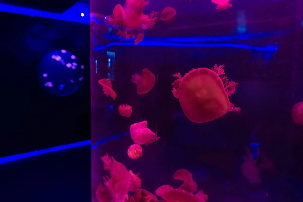 Primer plano de medusas rojas, en luz de neón azul — Foto de Stock