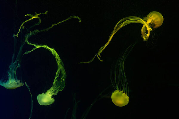 Colorful jellyfish, in the neon light