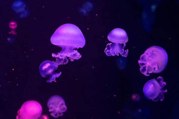 Medusas, en luz de neón rosa — Foto de Stock