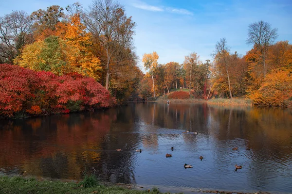 Odrazy jezera podzimní barevný listoví — Stock fotografie