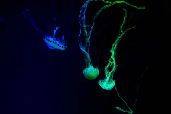 Jellyfish,in the neon light — Stock Photo, Image