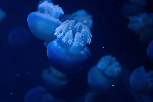 Medusas, en luz de neón azul — Foto de Stock