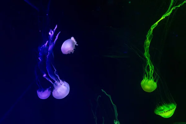 Vista sobre medusas poisionous en luz de neón — Foto de Stock