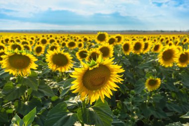 Ukrayna'da ayçiçeği alanında closeup görünümü 